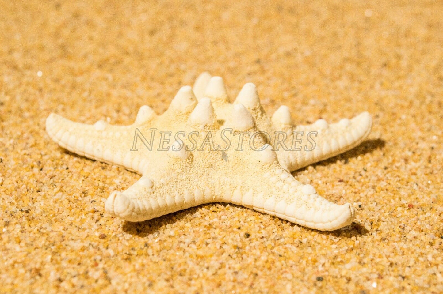Natural White Knobby Bumpy Starfish Sea Shell Bleached 2" - 4" ( 1 pc ) #JC-58