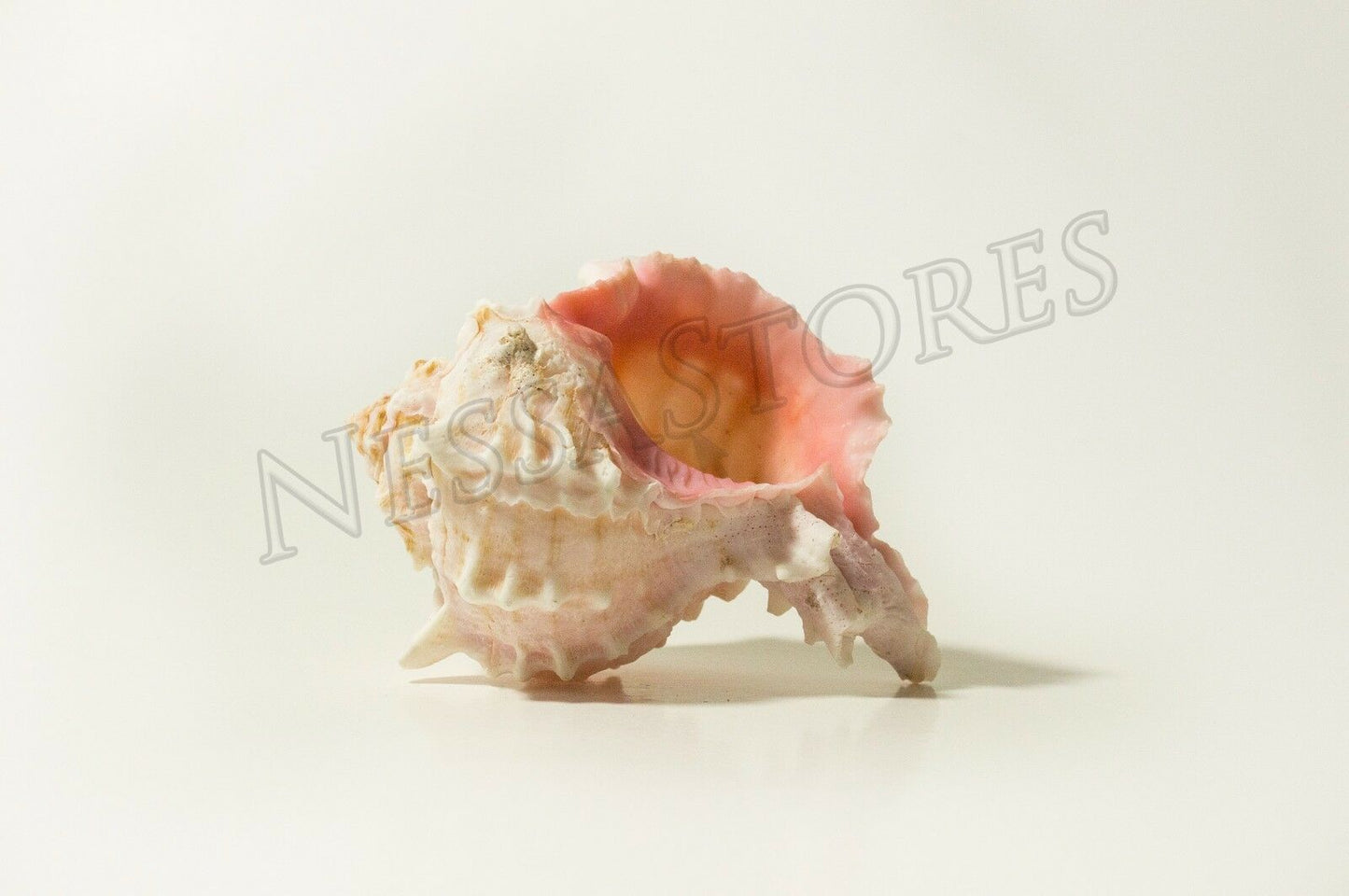 Pink Murex Phyllonotus erythrostomu Hermit Crab Sea Shell 4" - 4 1/2" ( 6 Pcs)