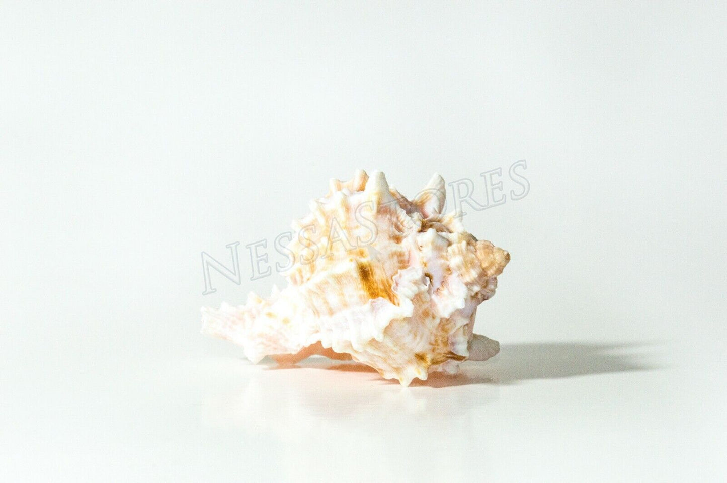 Pink Murex Phyllonotus erythrostomu Hermit Crab Sea Shell 2"-3" (12 pcs) #JC-039