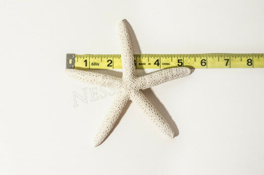 White Finger Starfish Sea Shell Bleached Finger 5" - 6" ( 1 pc )#JC-50