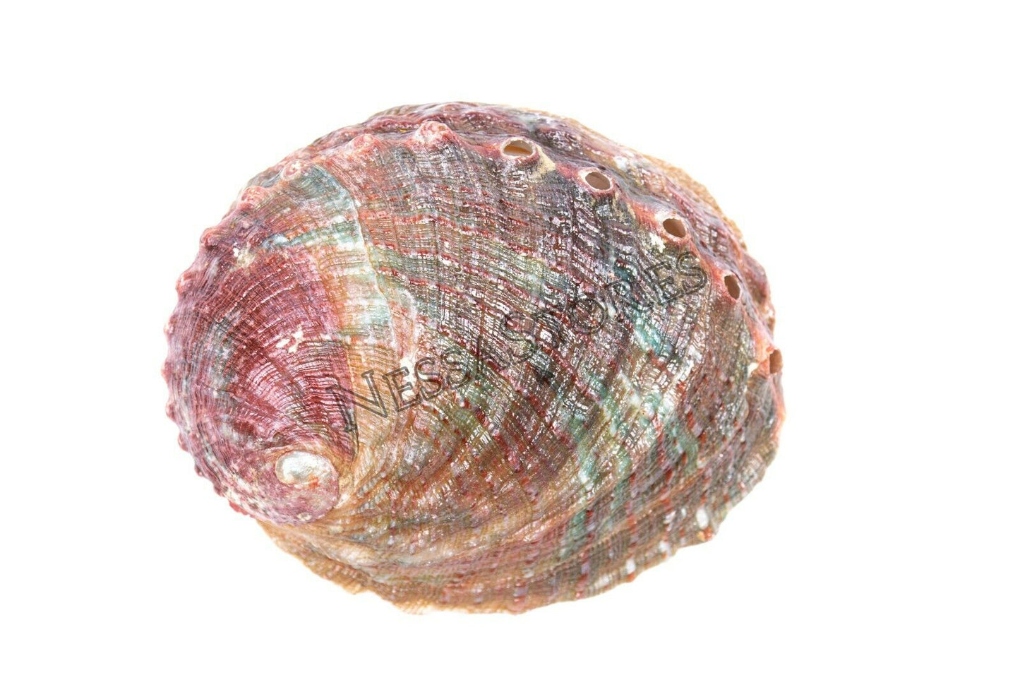 Threaded Abalone Sea Shell One Side Polished Beach Craft 4" - 5" (3 pcs) #JC-155