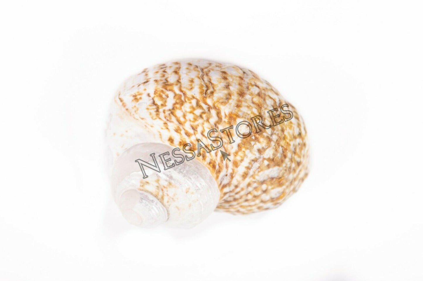 Mexican Turbo Sea Shell Beach Craft Hermit Crab 1 1/2" - 2 1/2" (200 PCS )#JC-034