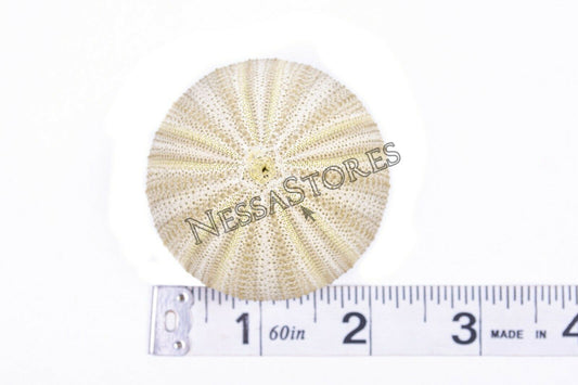 Green Sea Urchins Seashells Beach Wedding Nautical Craft 1"- 2"(6 pcs)#JC-29