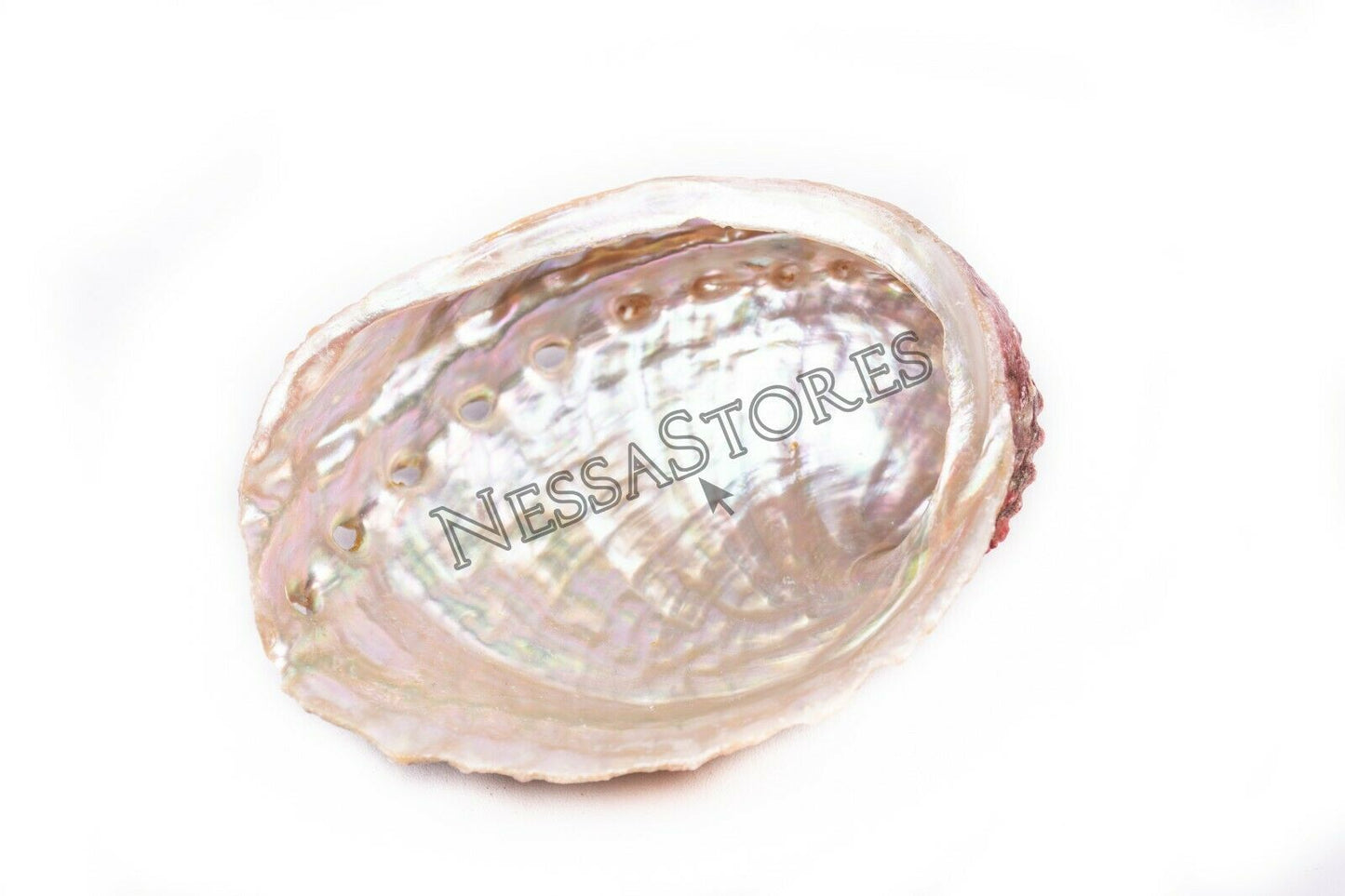 Threaded Abalone Sea Shell One Side Polished Beach Craft 4" - 5" (20 pcs)#JC-155