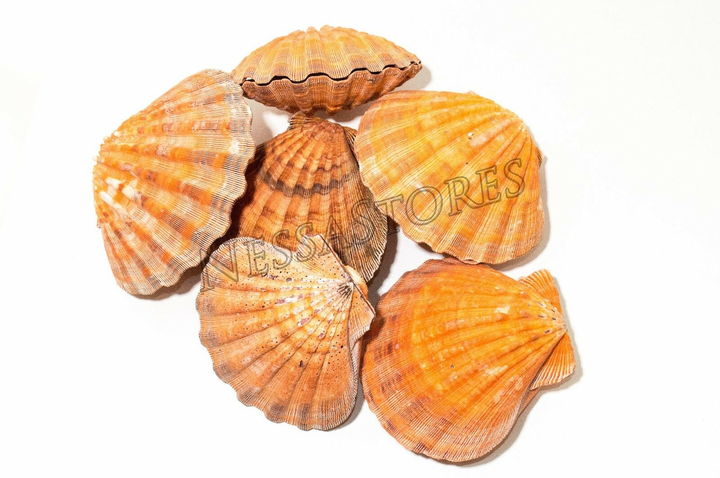 Orange Lion Paw Scallop Nautical Dish Beach Craft Sea Shell 5"- 5 1/2" (6 Pair)