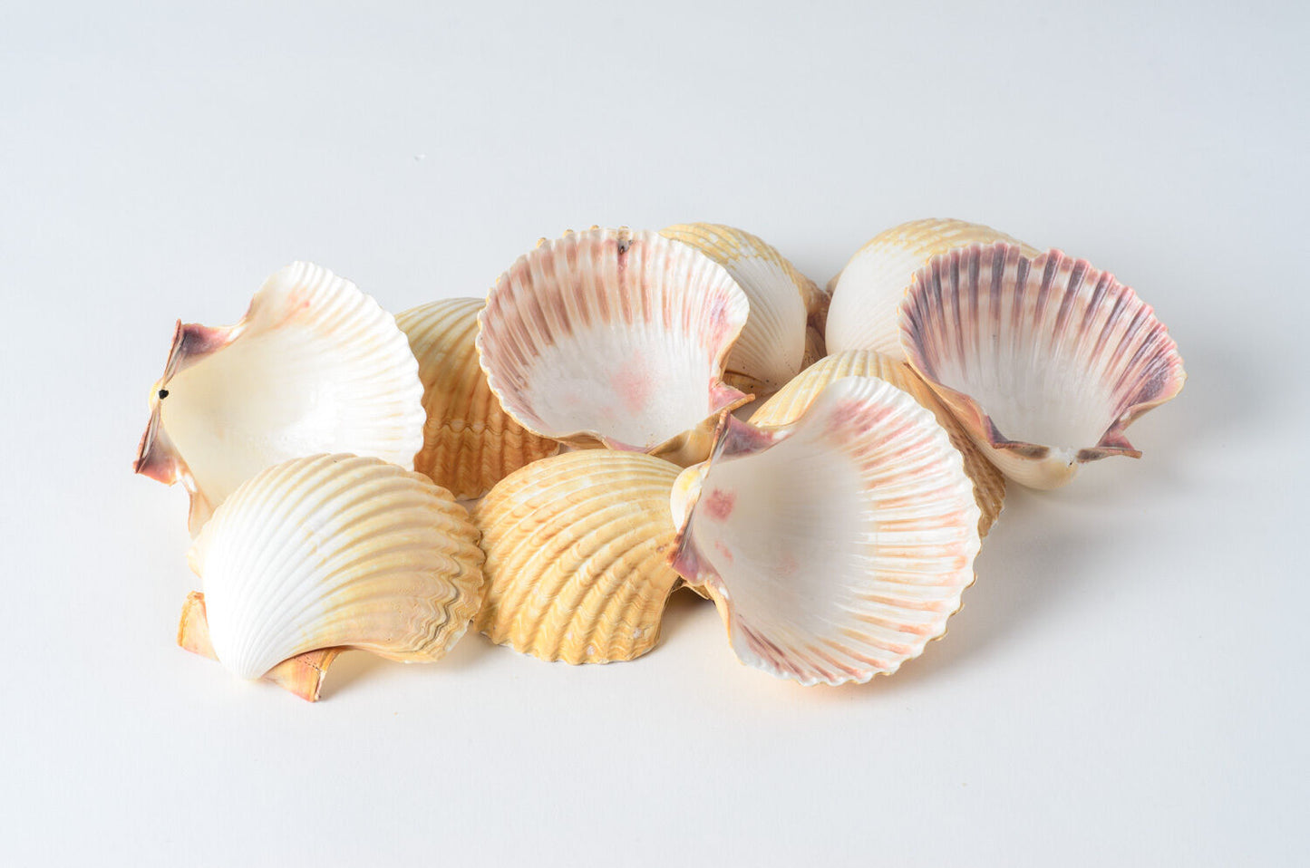 Mexican Deep Sea Shell Beach Craft Scallop 2 1/2" - 3" (10 pcs ) #JC-32