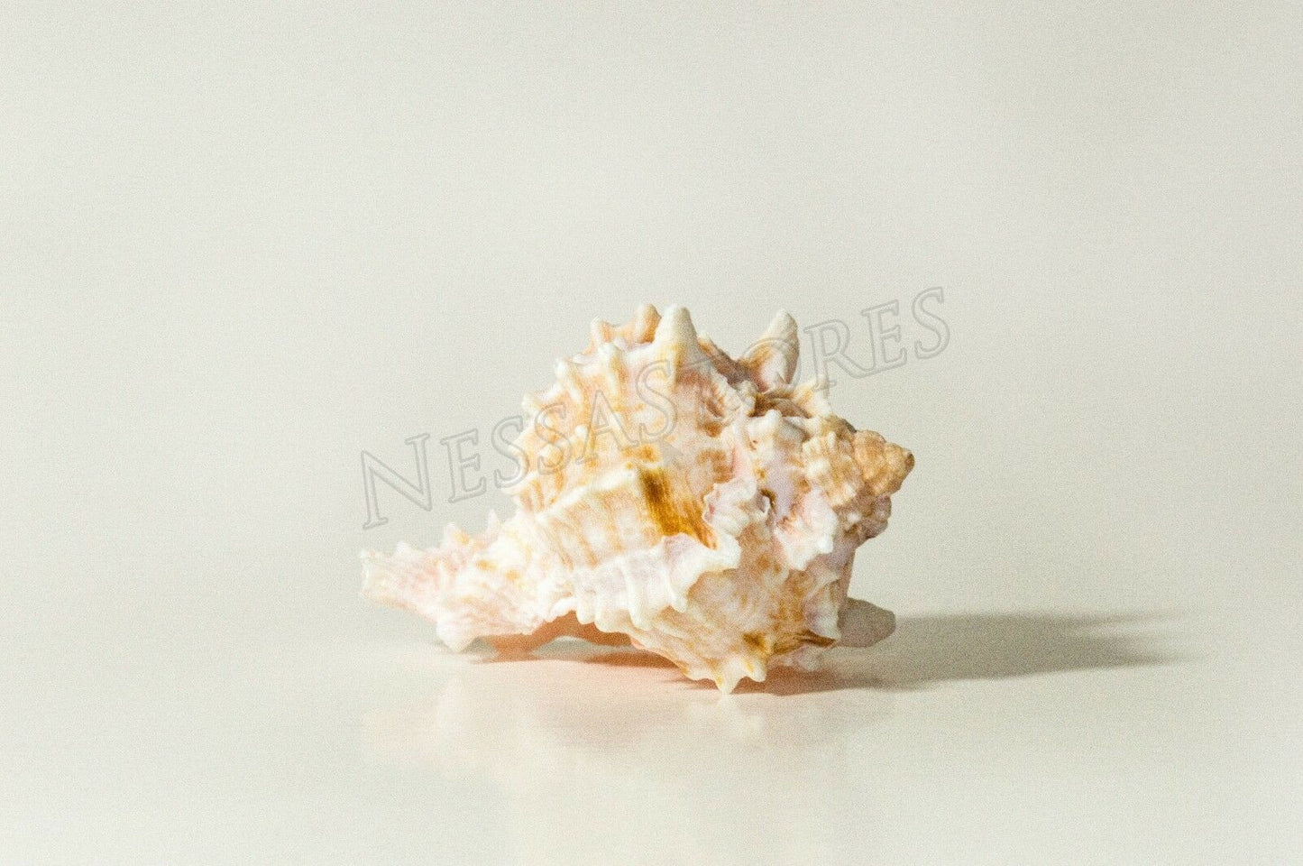 Pink Murex Phyllonotus erythrostomu Hermit Crab Sea Shell 2" - 3" ( 1 pc) #JC-39