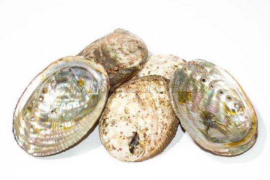 Green Abalone Sea Shell One Side Polished Beach Craft 3" - 4" (5 pcs) #JC-15