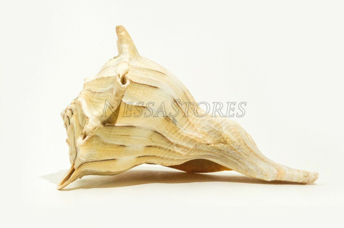 Natural Left Hand Whelk Sea Shell Beach Home Decor 7" - 8" (8 pcs)