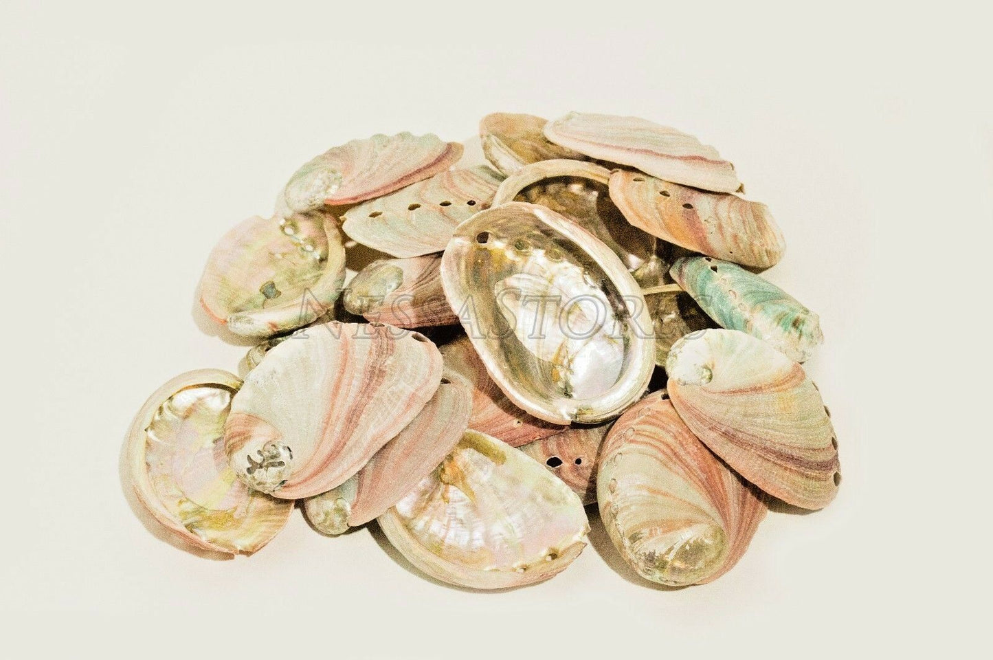 Red Abalone Sea Shell One Side Polished Beach Craft 2" - 3" (35 pcs) #JC-20