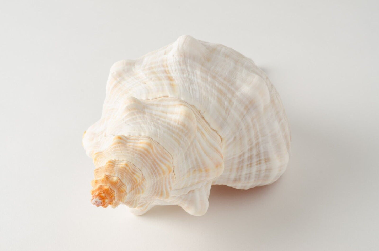 NessaStores Natural Horse Conch Sea Shell Beach Home Decor 10"-12" (1 pc) #JC-77