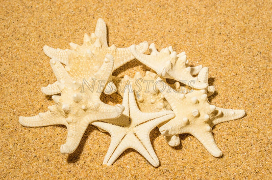 Natural White Knobby Bumpy Starfish Sea Shell Bleached 2" - 4" ( 6 pcs )