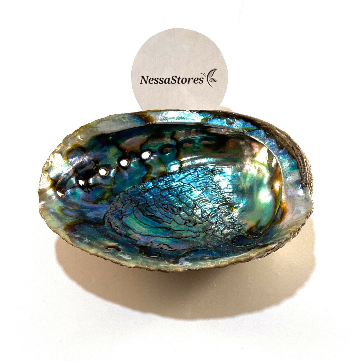 Green Abalone Sea Shell One Side Polished Beach Craft 6" - 7" (1 pc) #JC-018