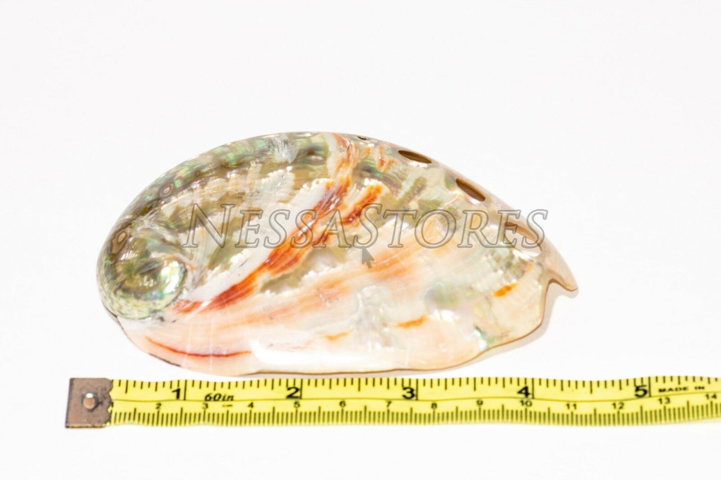 Red Abalone Sea Shell Both Side Polished Beach Craft 3" - 4" ( 4 pcs) #JC-22