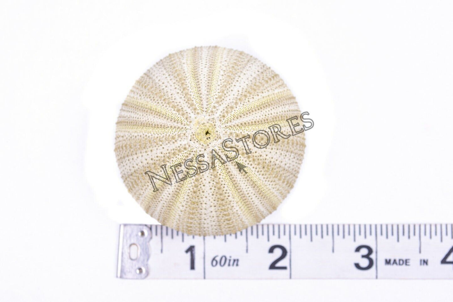 Green Sea Urchins Seashells Beach Wedding Nautical Craft 1" -2" (3 pcs)#JC-29