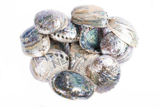 Green Abalone Sea Shell BOTH Side Polished Beach Craft 7" - 8" (8 pcs) #JC-143