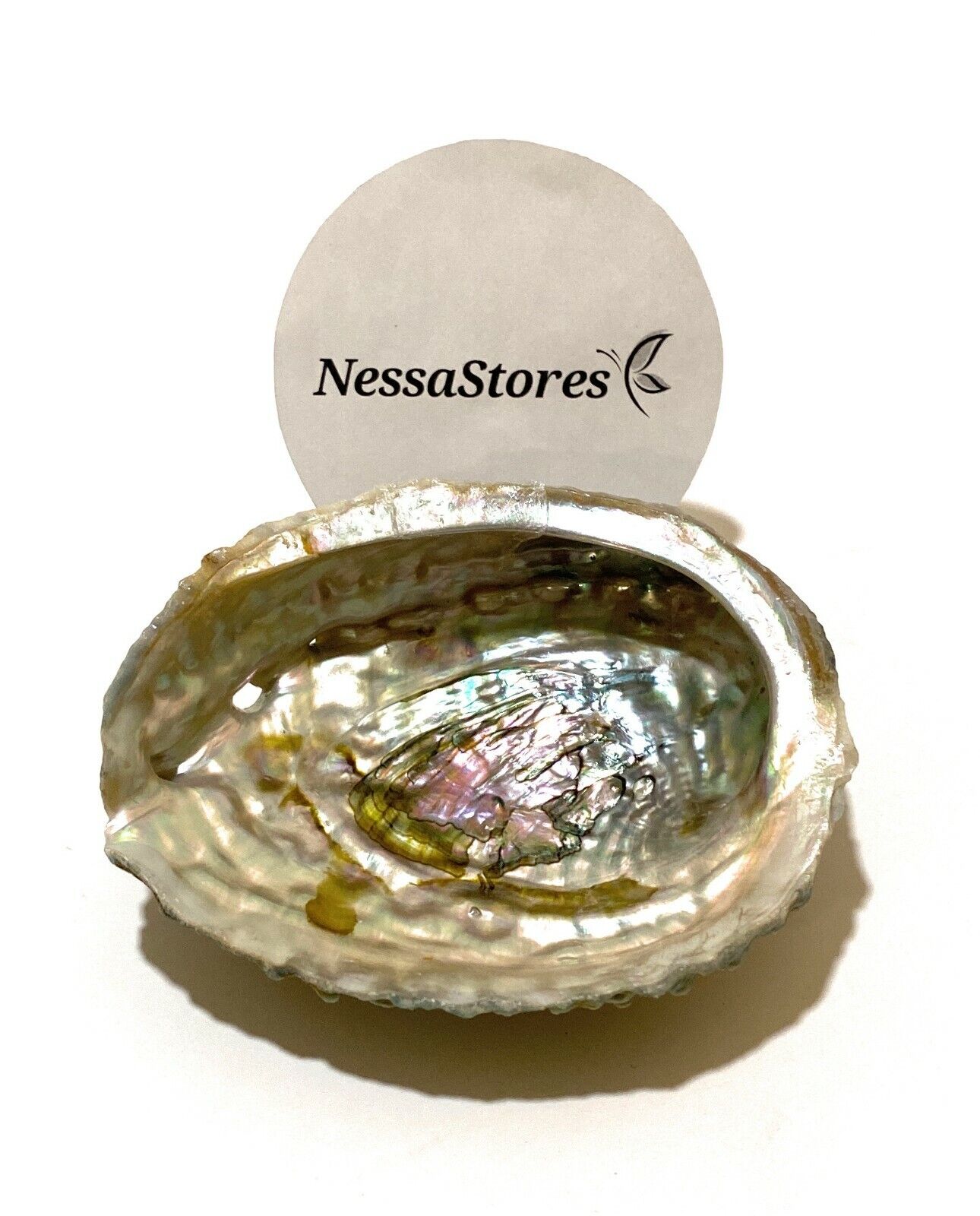 Pink Abalone Sea Shell One Side Polished Beach Craft 4" - 5" (16 pcs) #JC-011