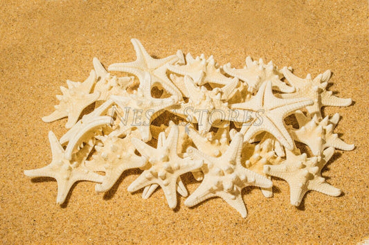 Natural White Knobby Bumpy Starfish Sea Shell Bleached 2" - 4" ( 32 pcs )