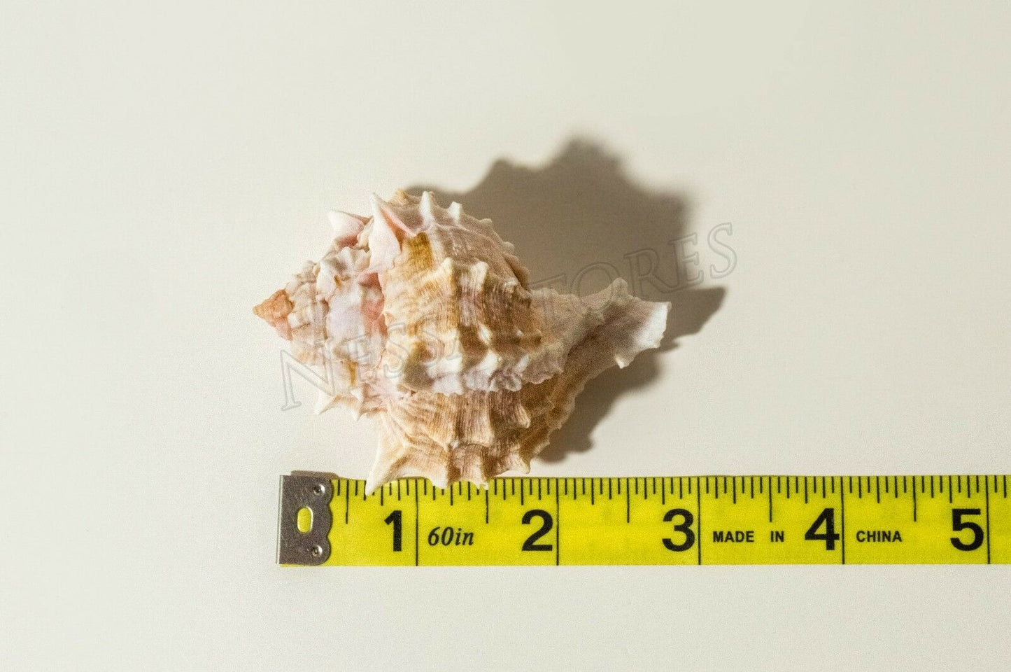 Pink Murex Phyllonotus erythrostomu Hermit Crab Sea Shell 2" - 3" ( 1 pc) #JC-39