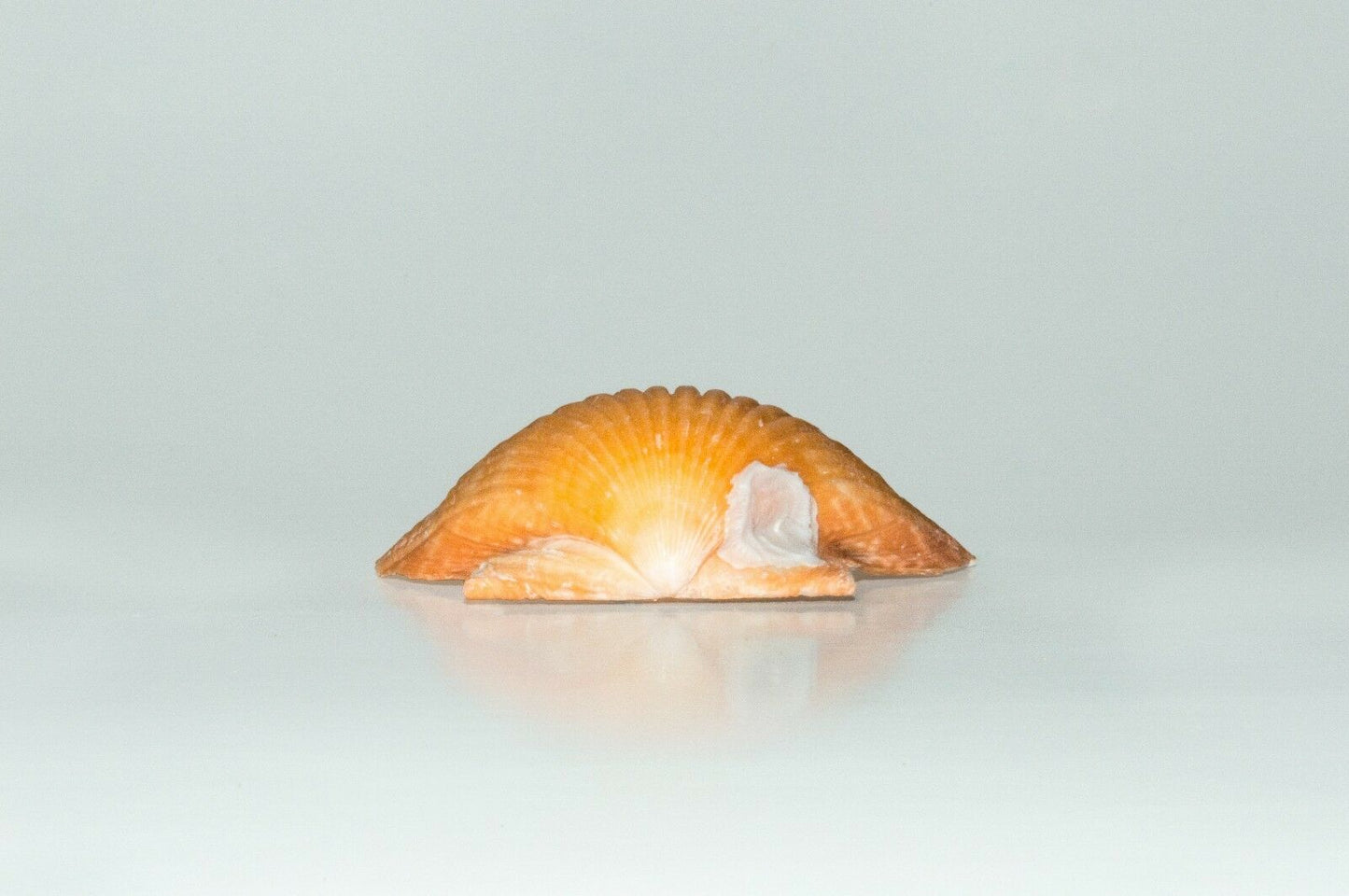 Orange Pecten Sea Shell Beach Craft Scallop 2" - 3" (8 PCS )