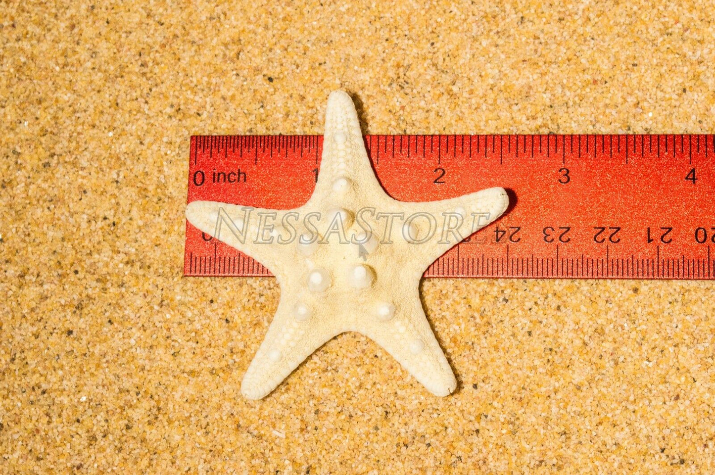 Natural White Knobby Bumpy Starfish Sea Shell Bleached 2" - 4" ( 3 pcs )