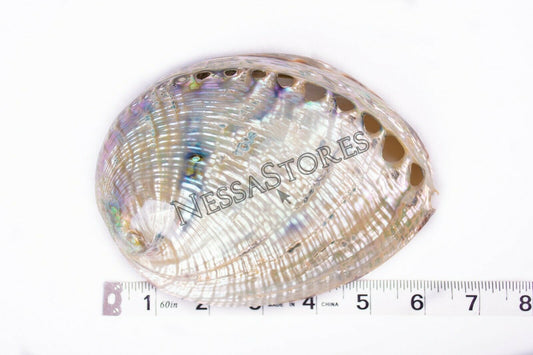 Green Abalone Sea Shell BOTH Side Polished Beach Craft 6" - 7" (1 pc) #JC-67