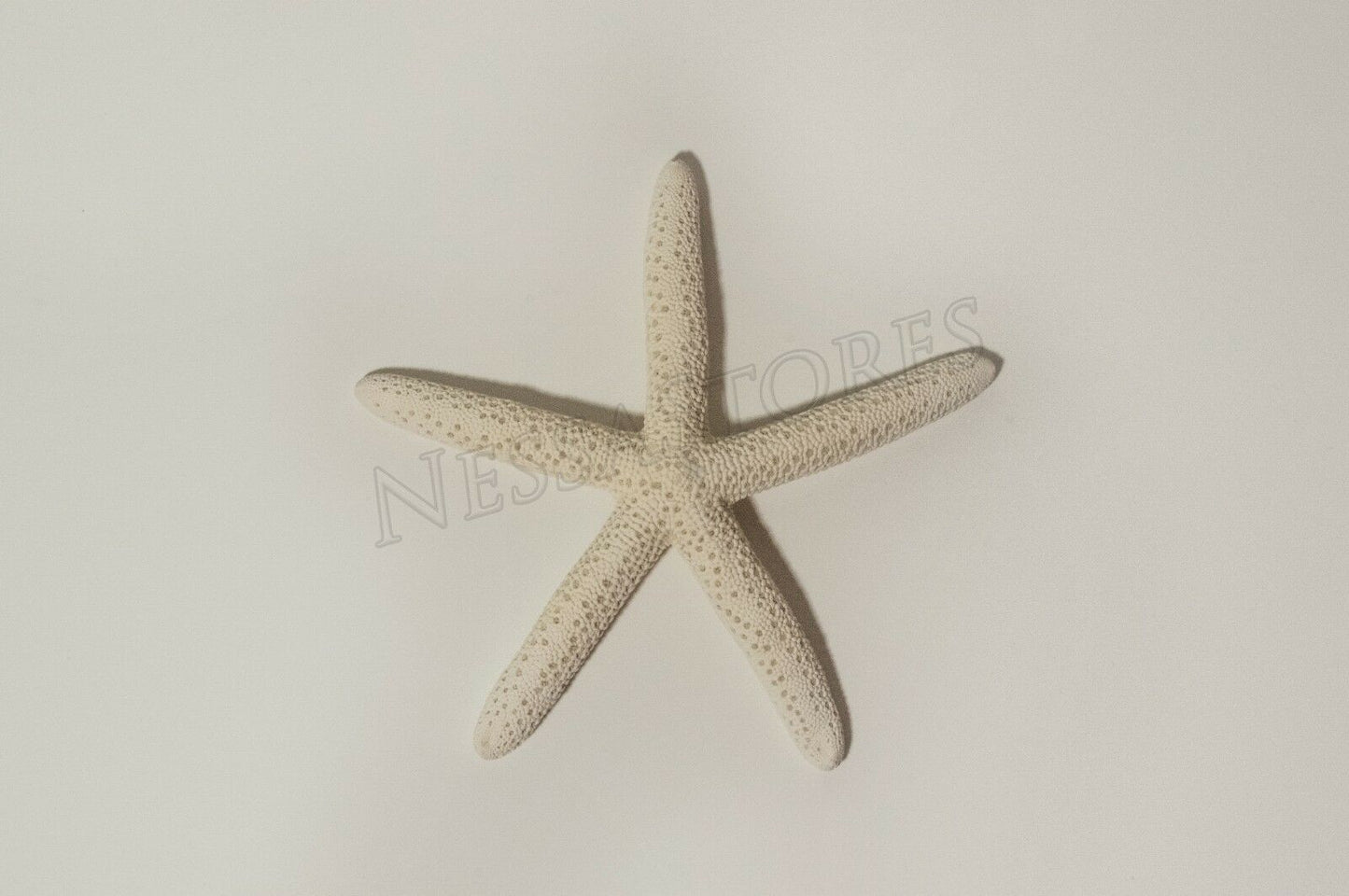 White Finger Starfish Sea Shell Bleached Finger 5" - 6" ( 4 pcs )
