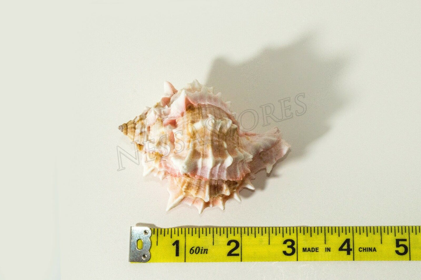 Pink Murex Phyllonotus erythrostomu Hermit Crab Sea Shell 3" - 3.5"( 1 pc)#JC-40