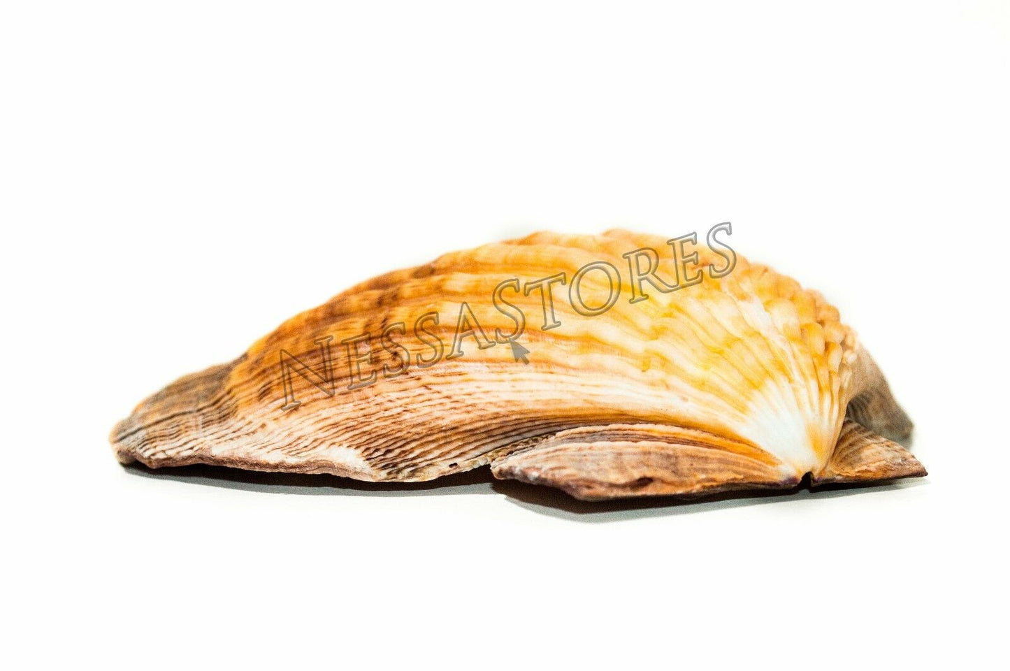 Orange Lion Paw Scallop Nautical Dish Beach Craft Sea Shell 41/2"- 51/2" (4 pc) #JC-027