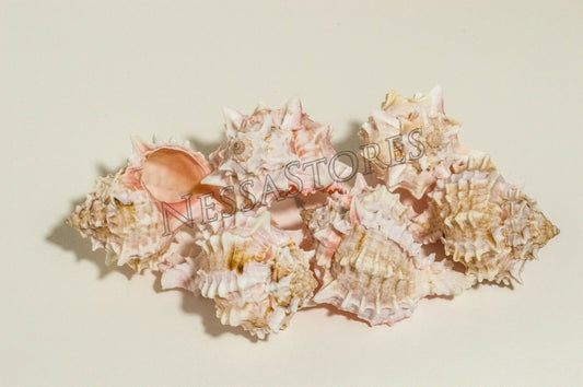 Pink Murex Phyllonotus erythrostomu Hermit Crab Sea Shell 3 1/2" - 4" ( 6 Pcs)