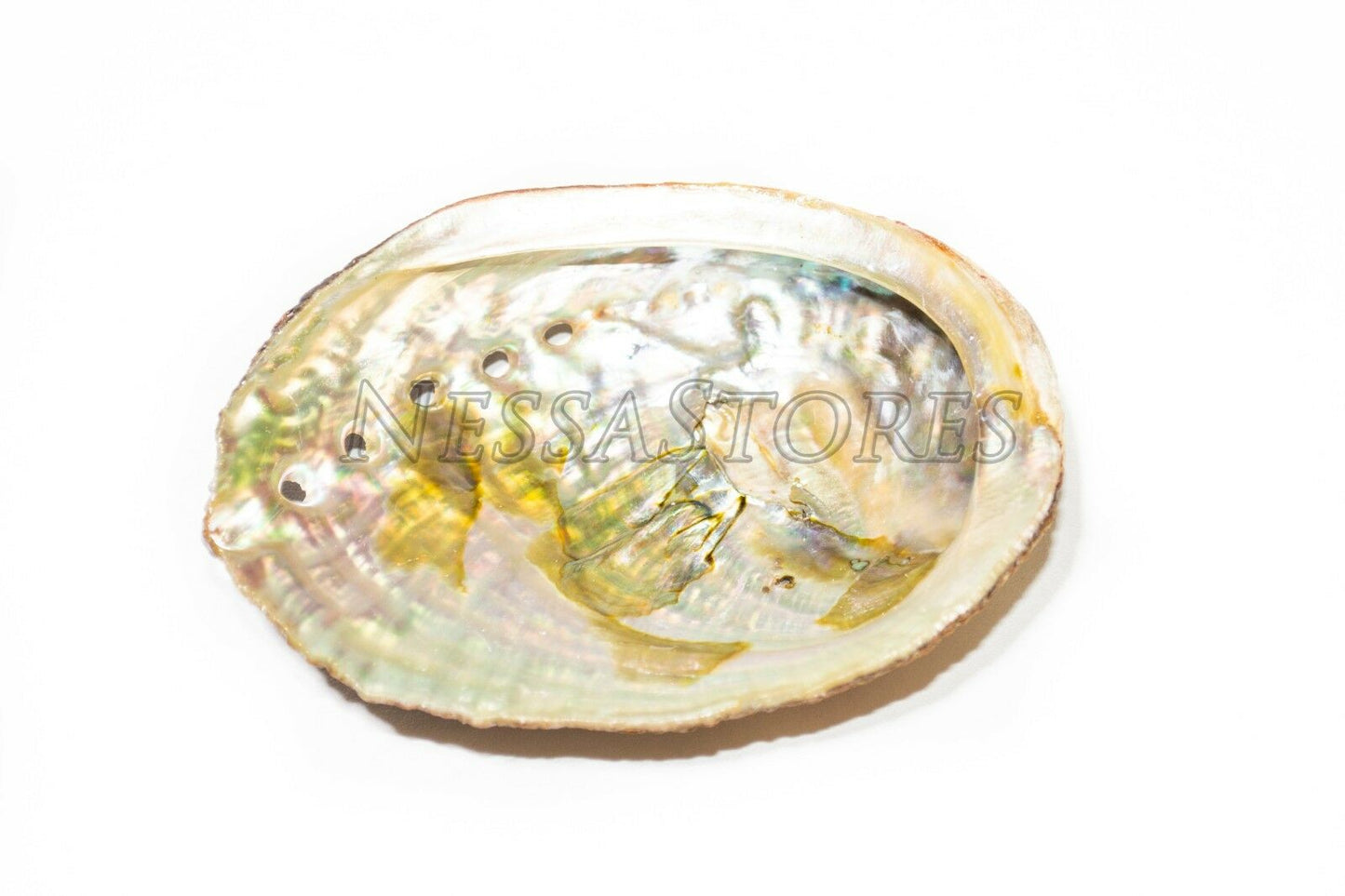 Green Abalone Sea Shell One Side Polished Beach Craft 3" - 4" (1 pc) #JC-15