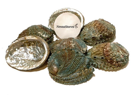 Pink Abalone Sea Shell One Side Polished Beach Craft 4" - 5" (30 pcs) #JC-011