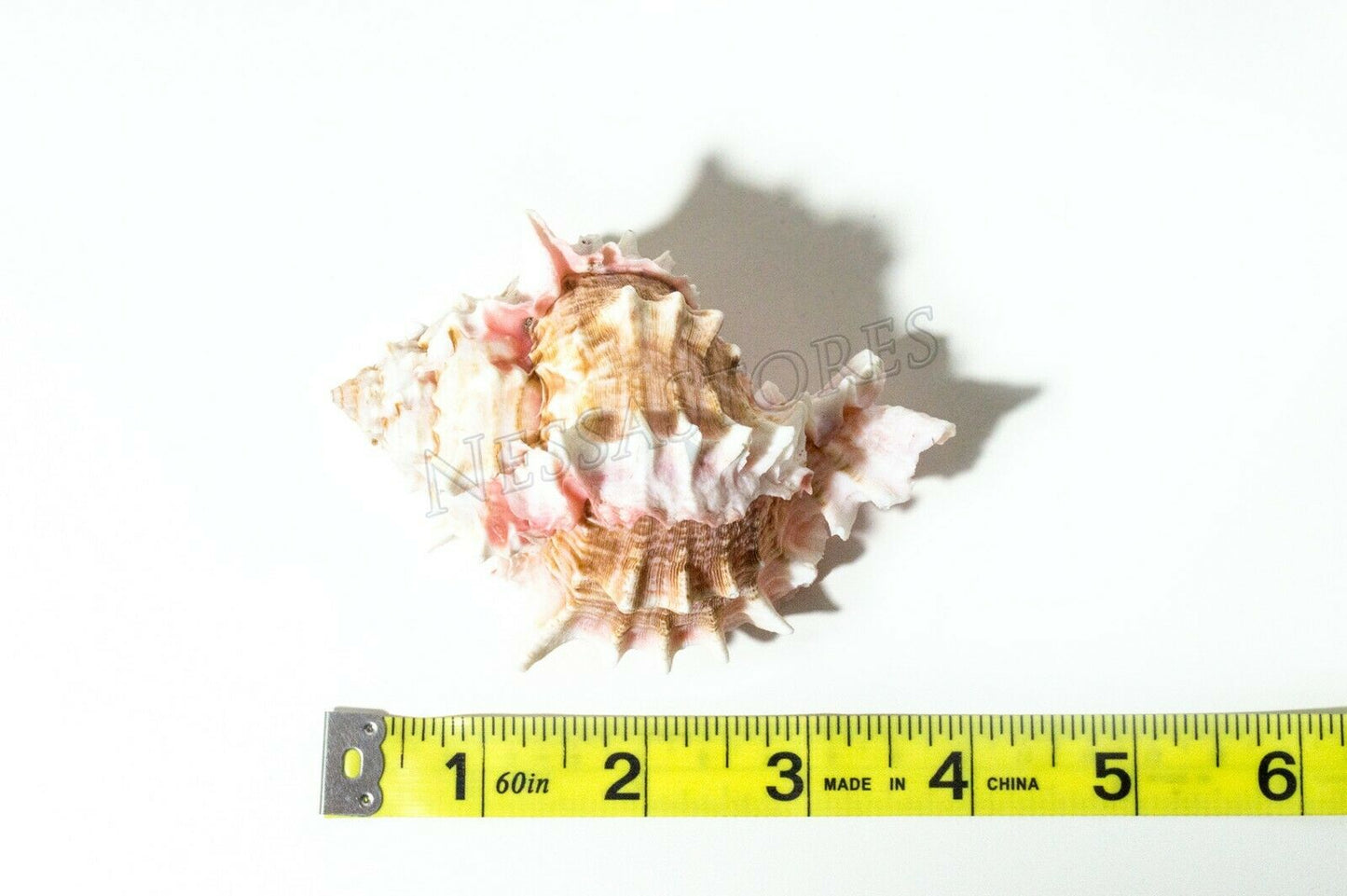 Pink Murex Phyllonotus erythrostomu Hermit Crab Sea Shell 3 1/2- 4"(3 pcs)#JC-41