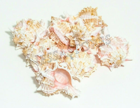 Pink Murex Phyllonotus erythrostomu Hermit Crab Sea Shell 3 1/2"-4"(9 pcs)#JC-41