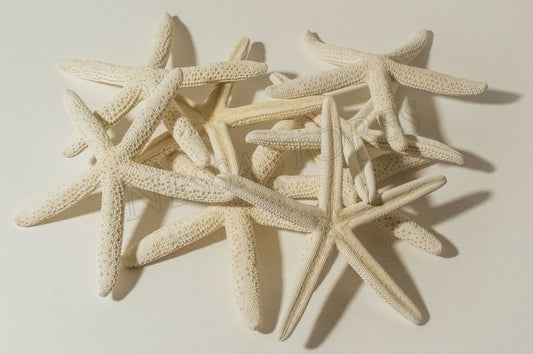 White Finger Starfish Sea Shell Bleached Finger 5" - 6" ( 8 pcs )