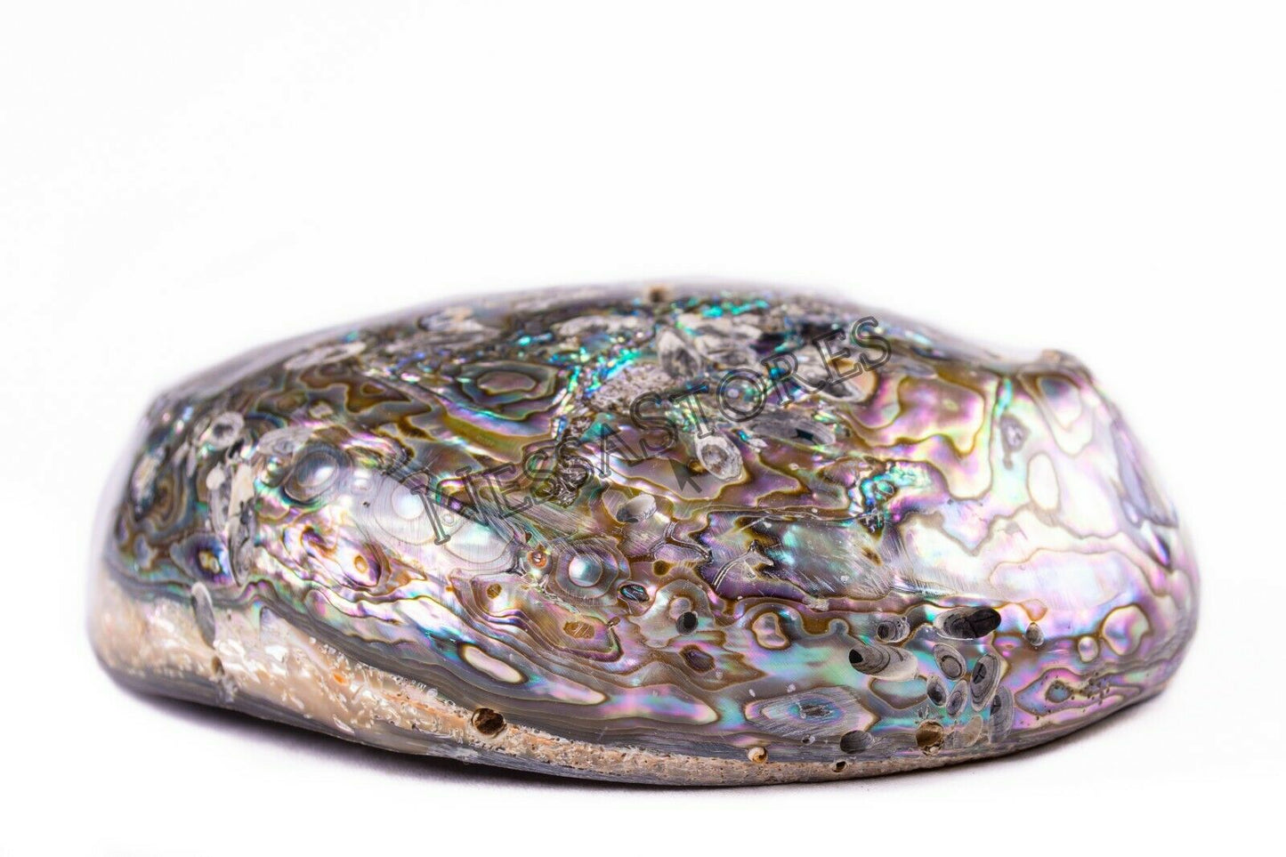 Green Abalone Sea Shell BOTH Side Polished Beach Craft 7" - 8" (2 pcs) #JC-143