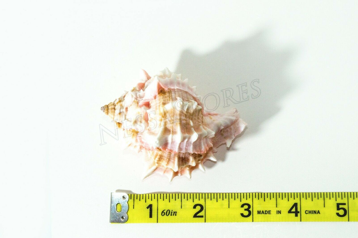 Pink Murex Phyllonotus erythrostomu Hermit Crab Sea Shell 3"-3 1/2"(4 pcs)#JC-40