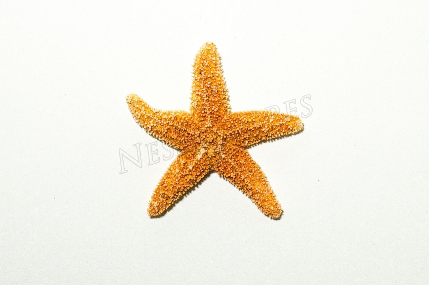 NessaStores Sugar StarFish Sea Shell Wedding Real Craft 1 - 2" (6 pcs) #JC-055