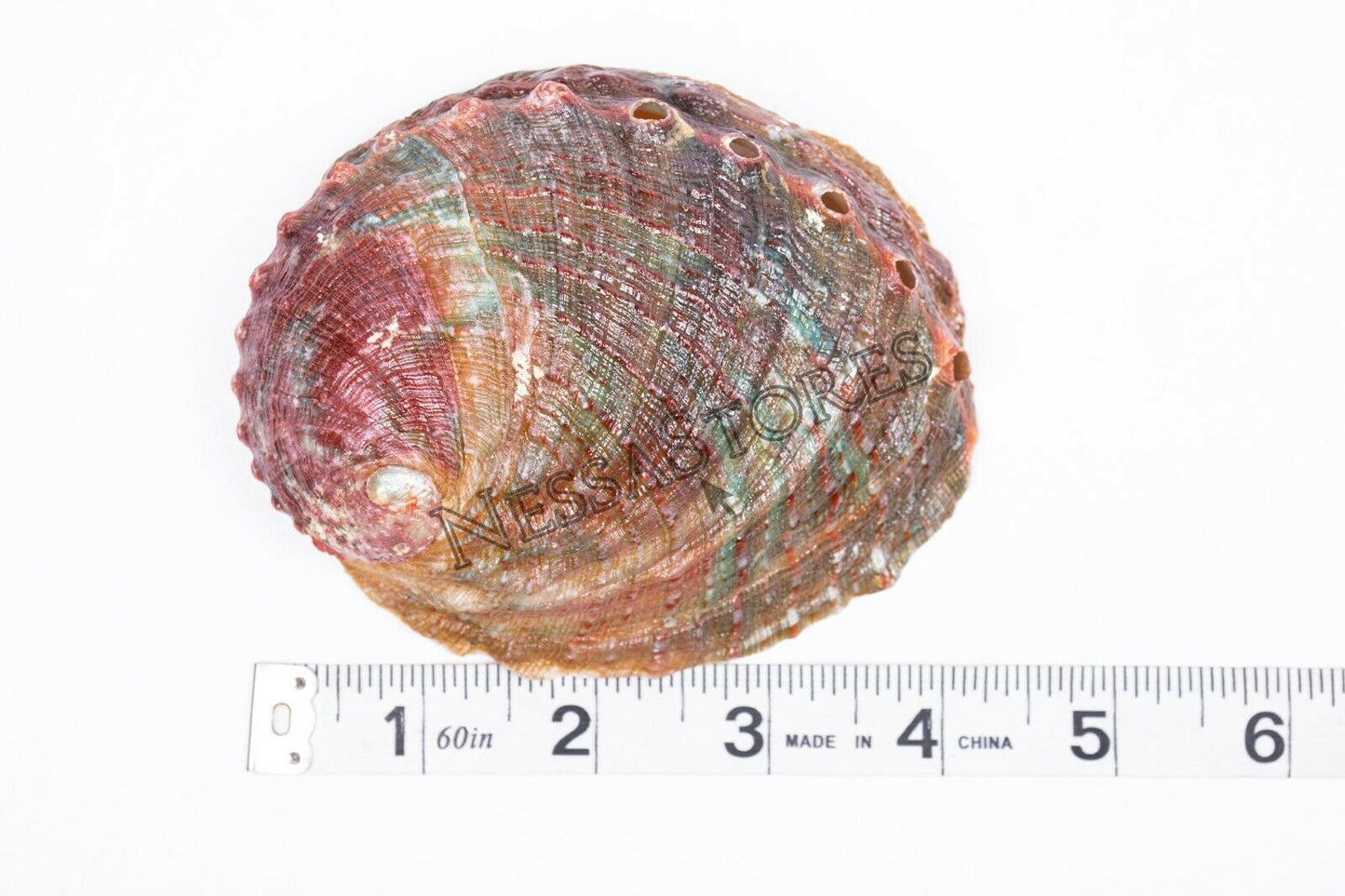 Threaded Abalone Sea Shell One Side Polished Beach Craft 4" - 5" (2 pcs) #JC-155