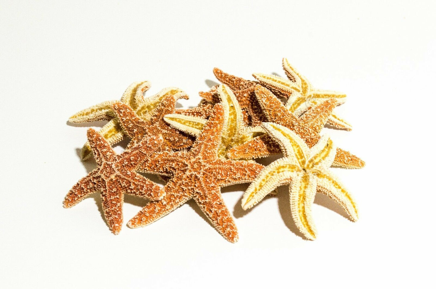 Sugar StarFish Sea Shell Wedding Real Craft 2" - 3" (12 pcs) #JC-56
