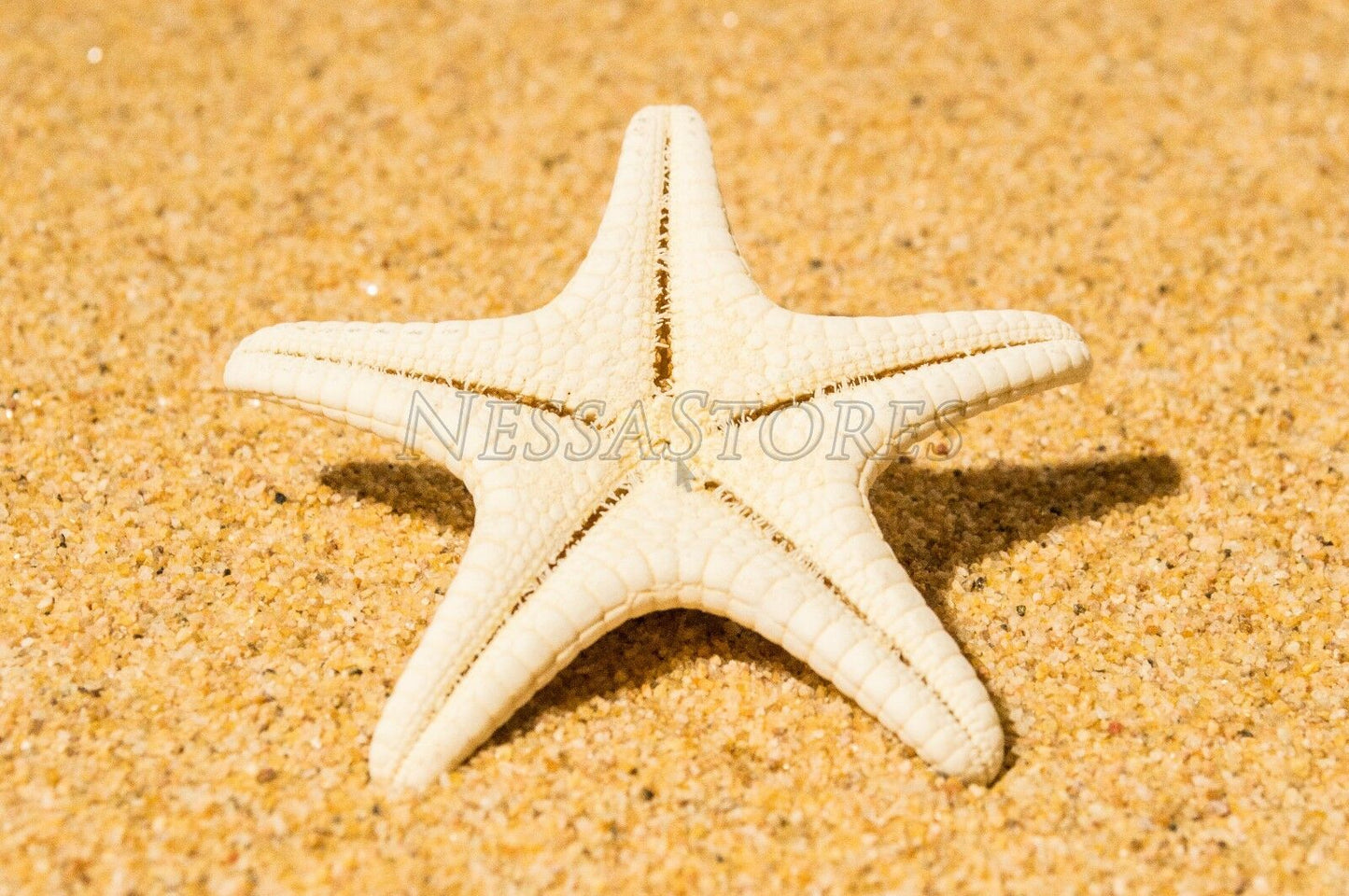 Natural White Knobby Bumpy Starfish Sea Shell Bleached 2" - 4" ( 12 pcs ) #JC-58