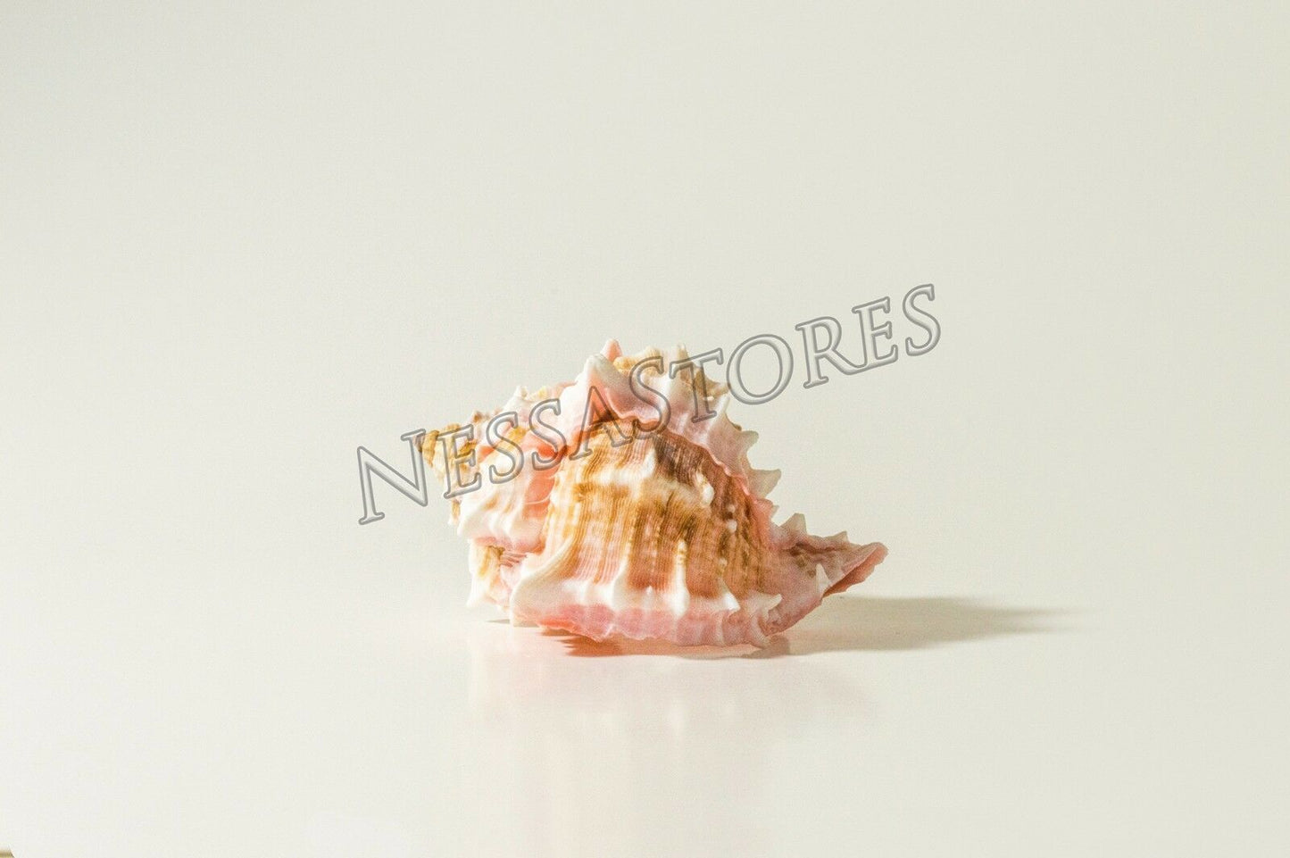 Pink Murex Phyllonotus erythrostomu Hermit Crab Sea Shell 3" - 3 1/2" ( 48 pcs)