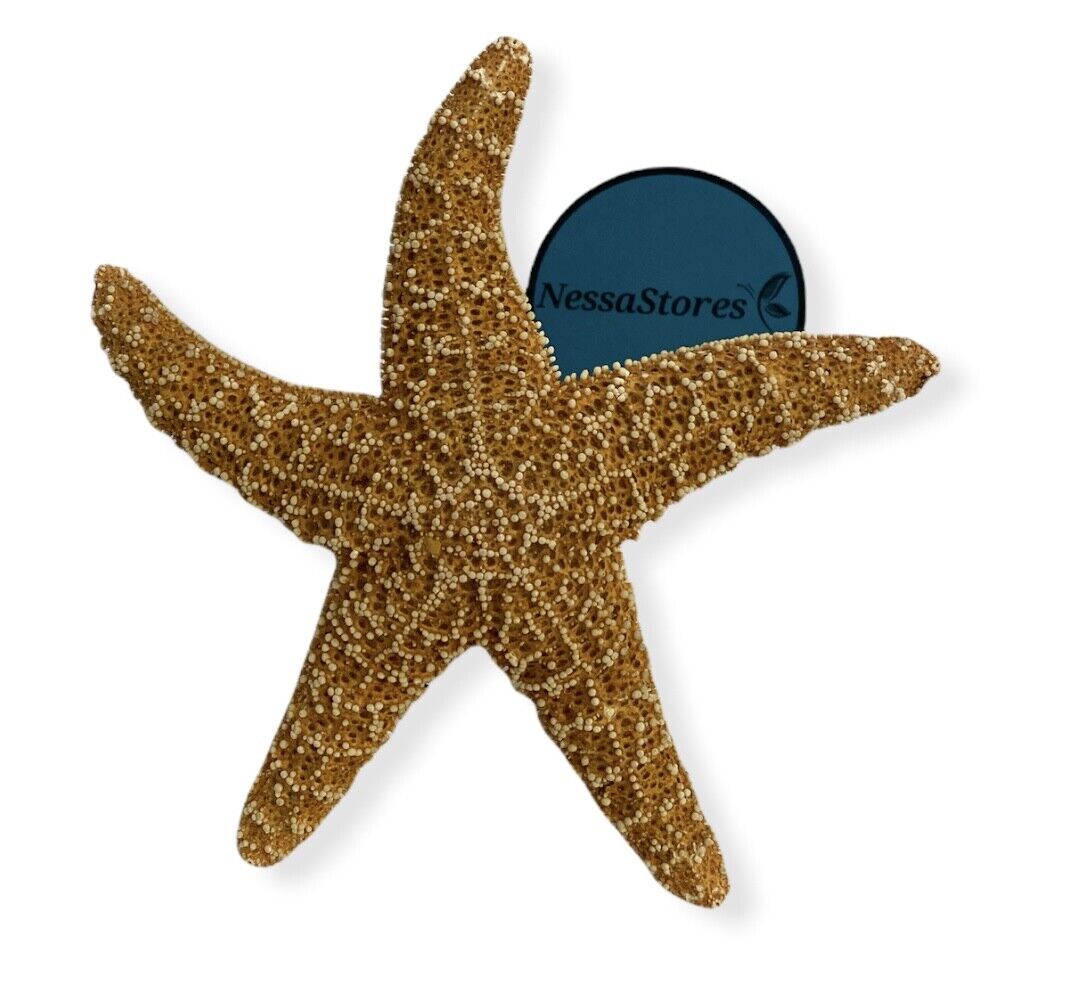 NessaStores Sugar Starfish Sea Shell Wedding Real Craft 5" - 6" (3 pcs) #JC-215