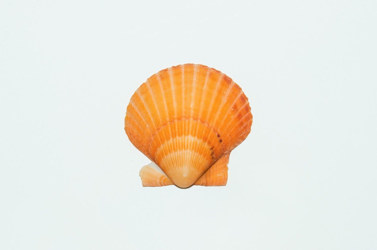 NessaStores Orange Pecten Sea Shell Beach Craft Scallop 2" - 3" (8 PCS ) #JC-31