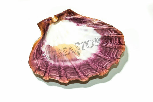 Natural Lion Paw Scallop Nautical Dish Beach Craft Sea Shell 5"- 6" (1 pc)#JC-25