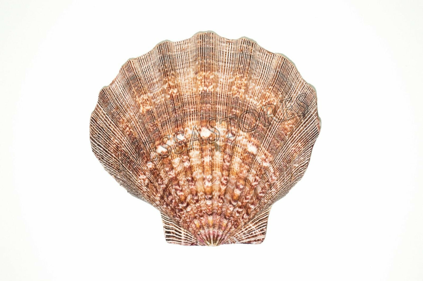 Natural Lion Paw Scallop Nautical Dish Beach Craft Sea Shell 5"- 6"(3 pcs)#JC-25