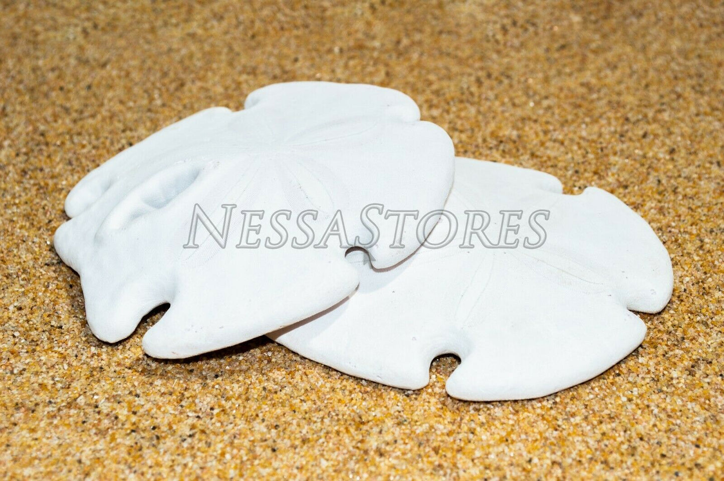 White Real Arrowhead Sand Dollar Sea Shell Craft Weddings 3"- 4"(2 pcs)#JC-59