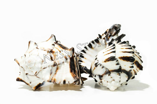 Black Murex Phyllonotus erythrostomu Hermit Crab Sea Shell  5" - 6" ( 2 pcs)