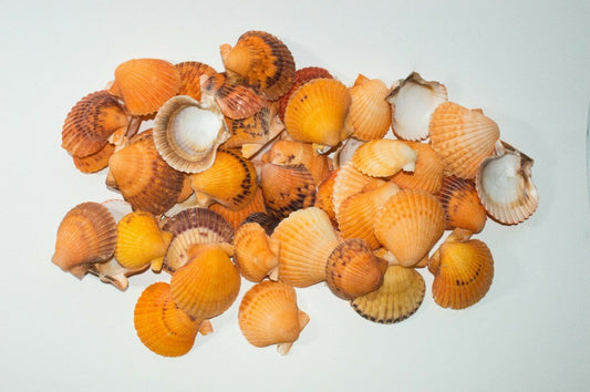 Orange Pecten Sea Shell Beach Craft Scallop 2" - 3" (200 pcs) #JC-031