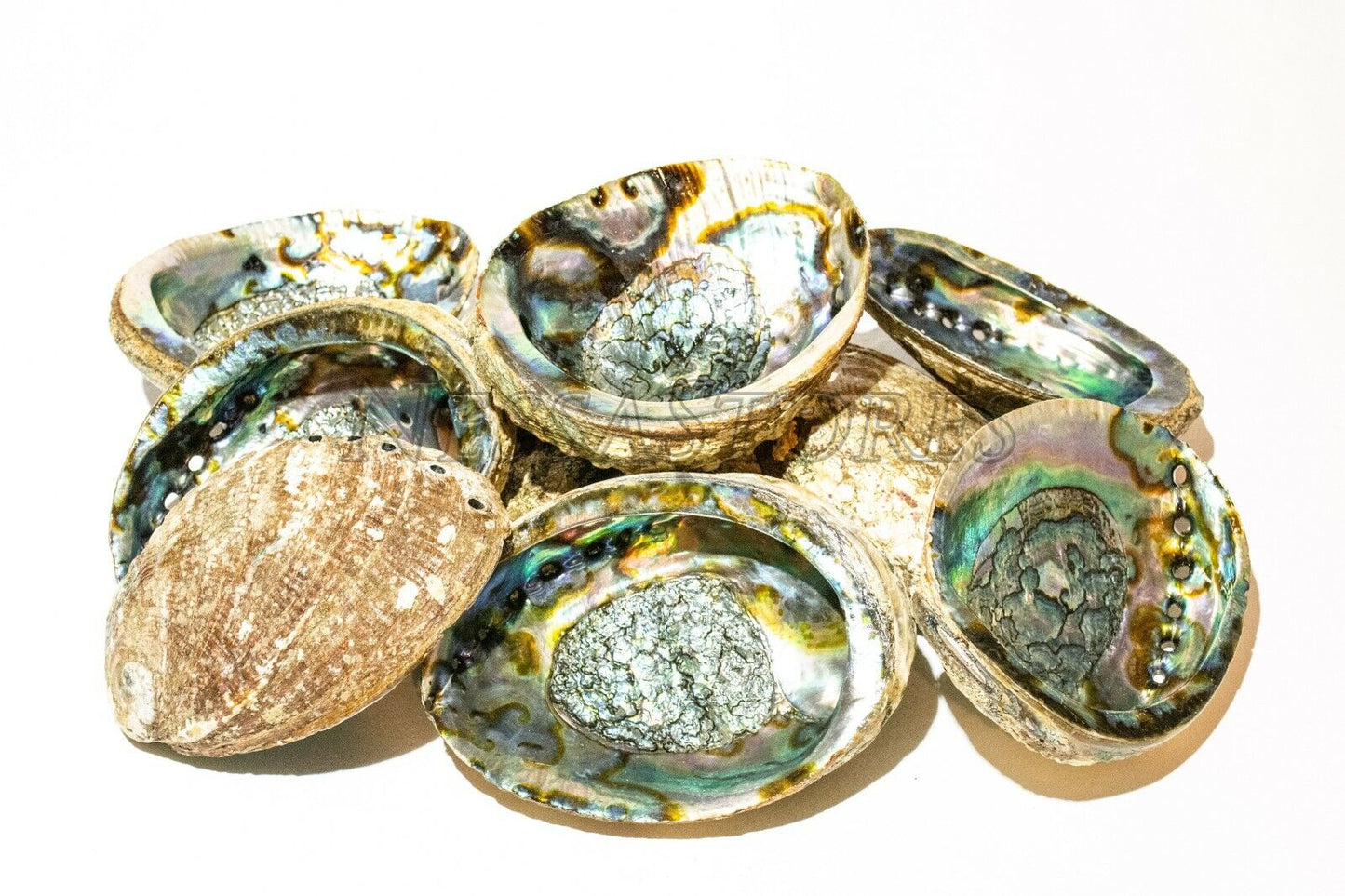 Green Abalone Sea Shell One Side Polished Beach Craft 6" - 7" (18 pcs) #JC-018